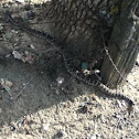 Western rattlesnake