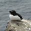 Razorbill