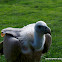 Griffon Vulture