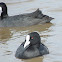 Coot