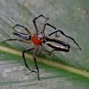 jumping spider