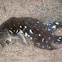 Tiger Quoll