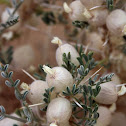 a milk-vetch