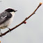 Grey Bushchat