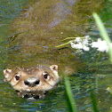 North American River Otter