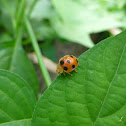 Ladybird