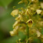 ochre eulophia