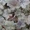 Coral Bells