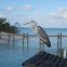 Ardea cinerea