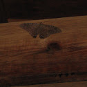 Black Witch Moth