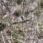 Common Garter Snake