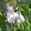 Sea Island Cotton