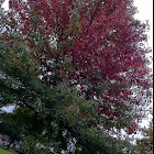 Red Maple