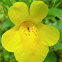 yellow monkey-flower