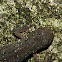 salamandra de costelas salientes