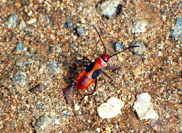 Spotting Image 1