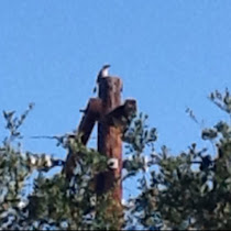 Animals in the area of LA