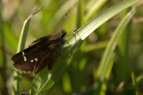Spotting Image 1
