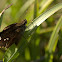 Clouded Skipper