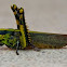 Short-horned Grasshopper