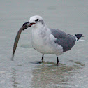 Laughing Gull