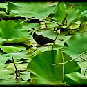 White Brested Waterhen