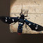 Oleander Moth