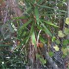 Spanish Bayonet, Yucca 