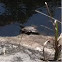 Chicken Turtle