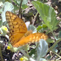 Boboleta
