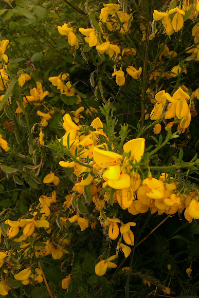 Spotting Image 1