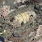 Mossy chiton