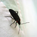 Red-shouldered Bug