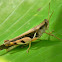 grasshopper