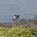 Three-banded Plover