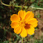 Margarida