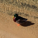 Mallard Duck - Male