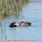 Mallard; Anade Real