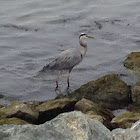 Great blue heron