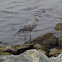 Great blue heron