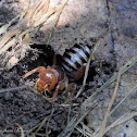 Jerusalem Cricket