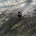 Mallard male