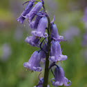 Common bluebell