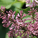 Manchurian Lilac 'Miss Kim'