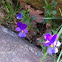 Pansy