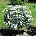 Marguerite