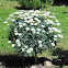 Marguerite