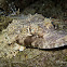 De Beaufort's Flathead, Beaufort's Crocodilefish