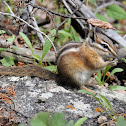 Least Chipmunk