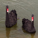 Black Swan